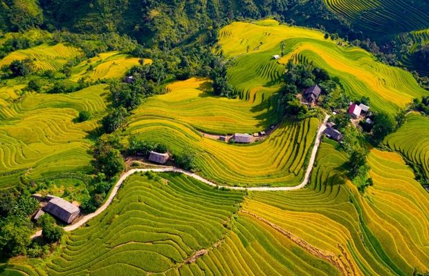 Terraced rice field in Ta Cu Ty